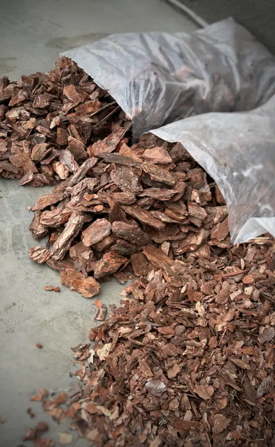 фото товару Кора соснова